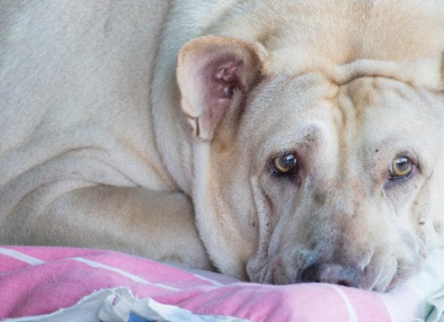 Mast Cell Tumor (Mastocytoma) in Dogs | PetMD
