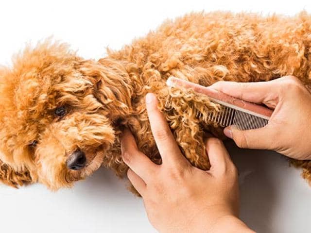 best way to remove matted fur from dog