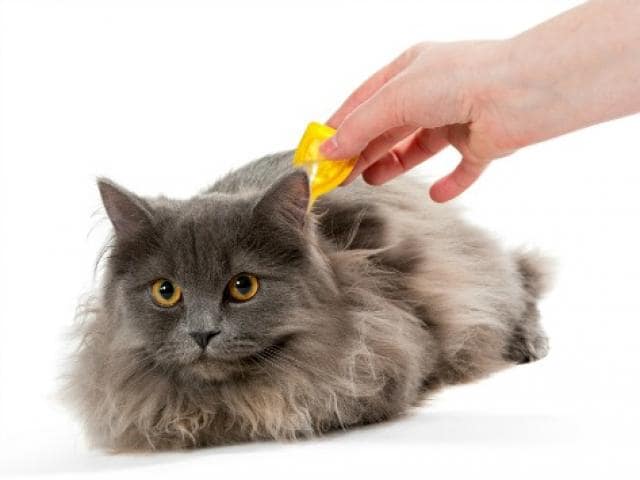 combining flea treatments for cats