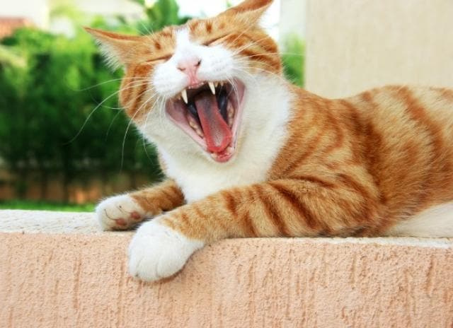 mouth inflammation ulcers chronic cats