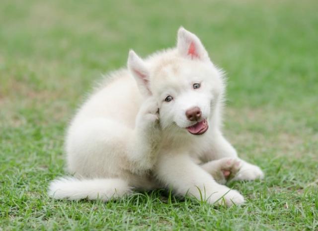 demodex mites dogs natural treatment