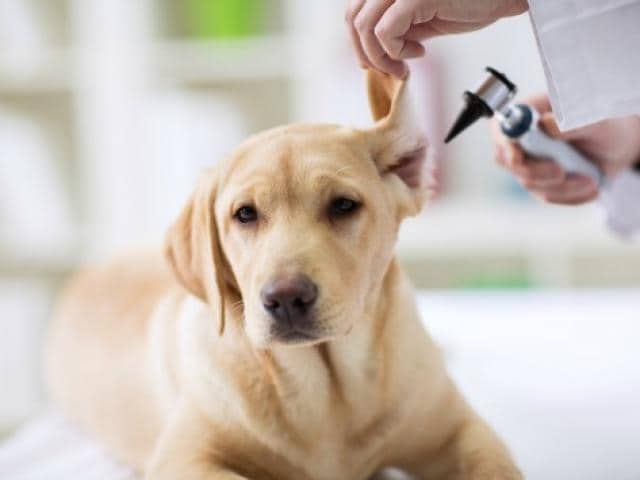 natural infection fighters for dogs