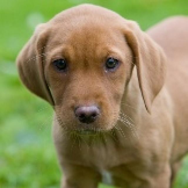 buying a purebred puppy