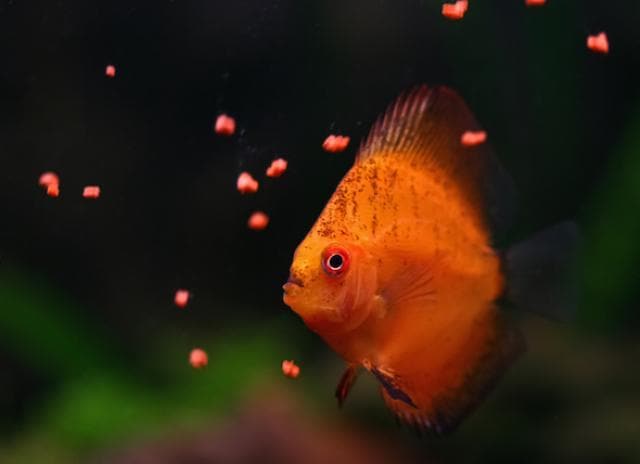 What do Fish Eat? | PetMD