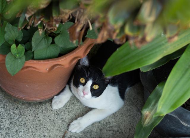 Why Do Cats Eat Plants Grady