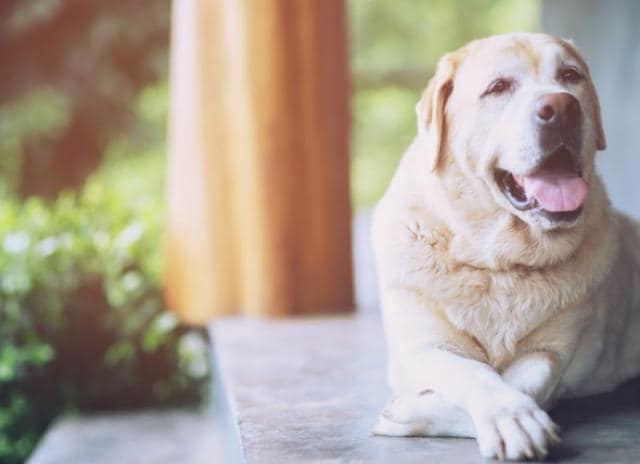 Recognizing Obesity In Dogs And How You Can Help Petmd