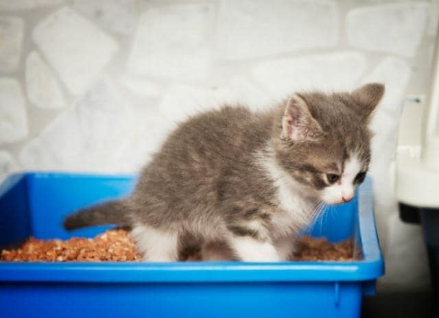 Parasitic Diarrhea (Giardiasis) in Cats PetMD