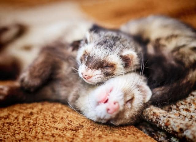 live ferrets for sale