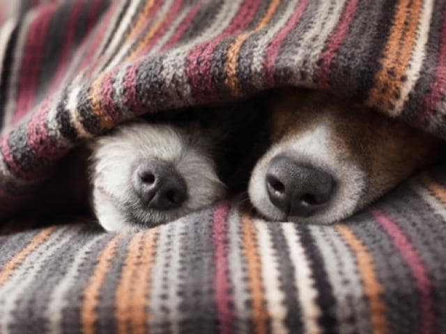 shock blanket for dogs