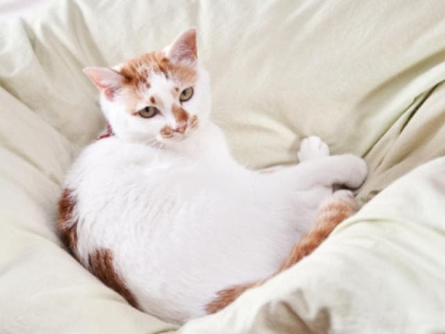 feline diarrhea treatment