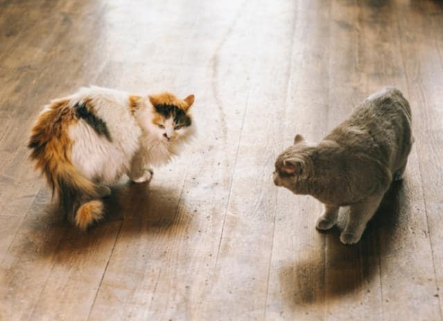How to Stop Fighting Between Cats PetMD