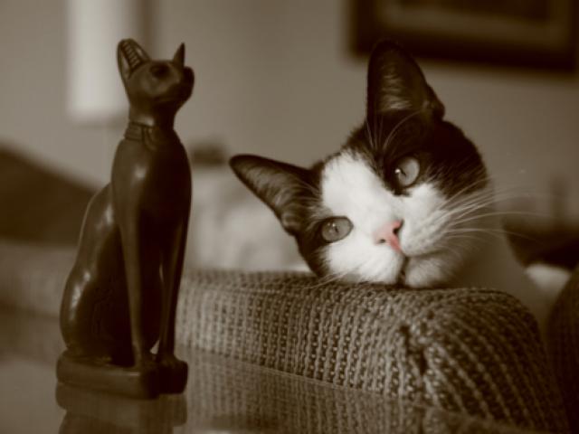 The History Of Cats A Look At Feline Domestication PetMD The History Of Cats A Look At Feline Domestication PetMD