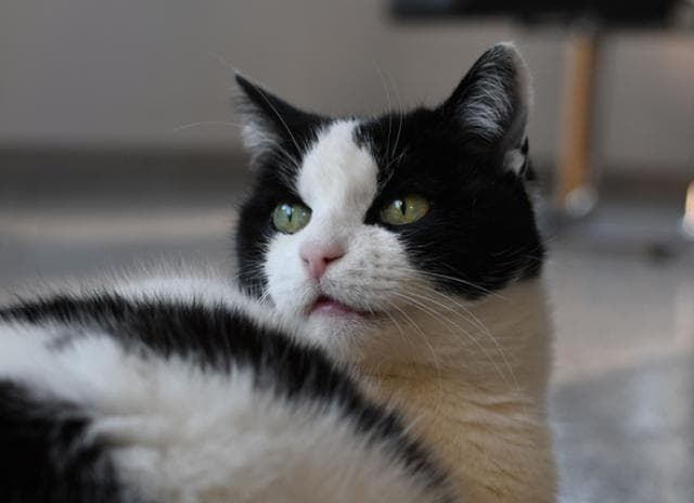 Cat Panting Why It Happens and What to Do About It