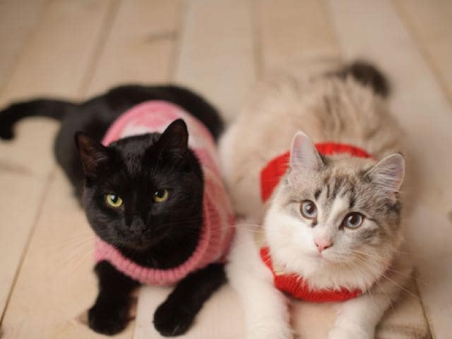 diy cat spay sweater