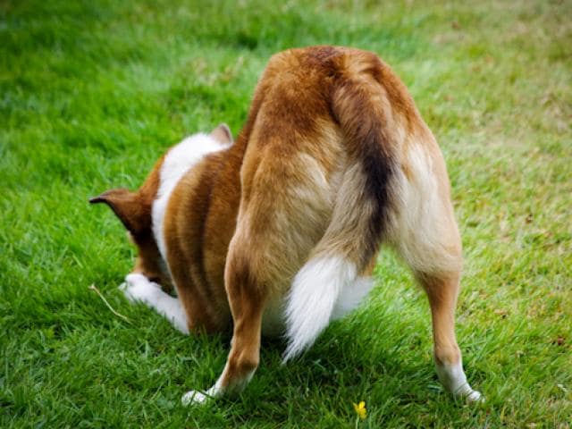 Hemorrhoids How To Heal Dog Prolapse At Home