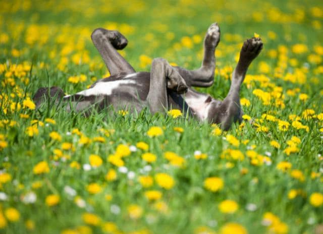 can dogs get sick from deer poop