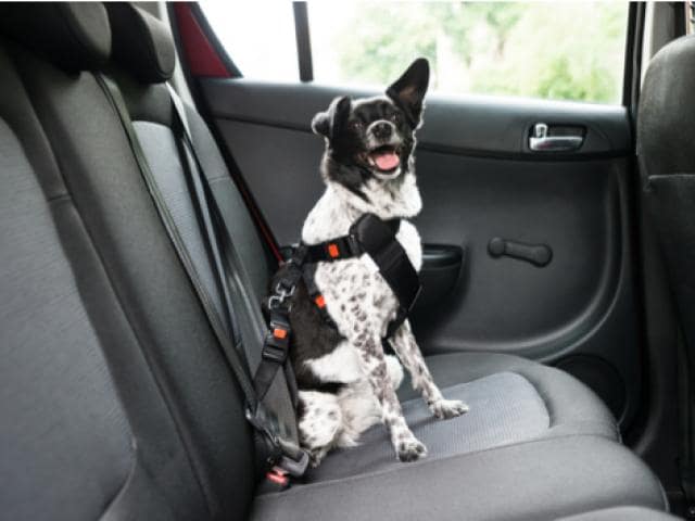 Dog Car Seats And Seat Belts Can They Keep Your Pup Safe Petmd - Are Dog Seat Belts Safe
