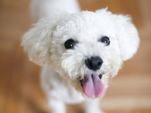 9 Facts About Your Dog S Tongue Petmd