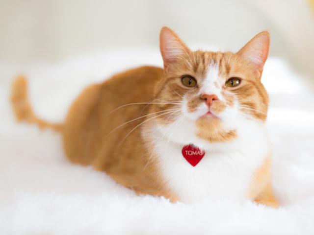 Pet Adoption: Should You Rename Your Dog or Cat? | PetMD