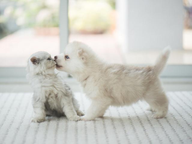 8 Surprising Facts About Puppy and Kitten Nutrition | PetMD