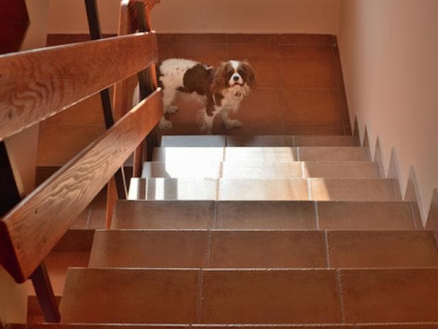 large breed puppies and stairs