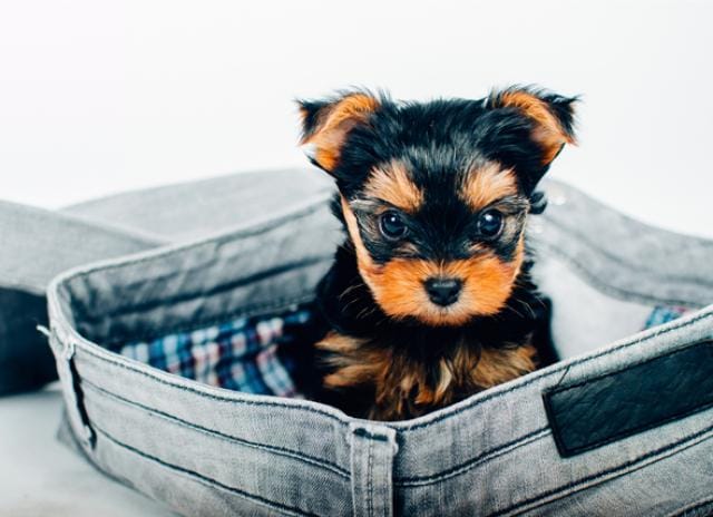 best place to buy teacup puppies