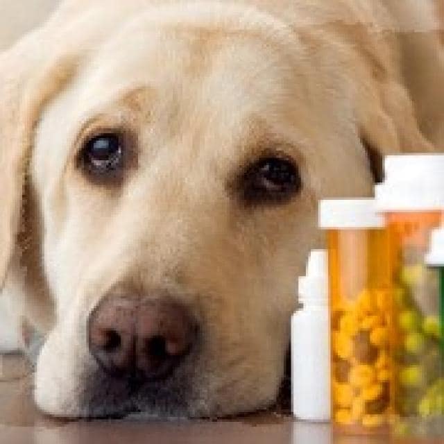 pills dog sq