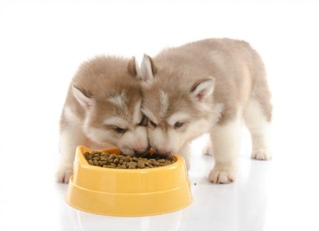 what kind of food should puppies eat