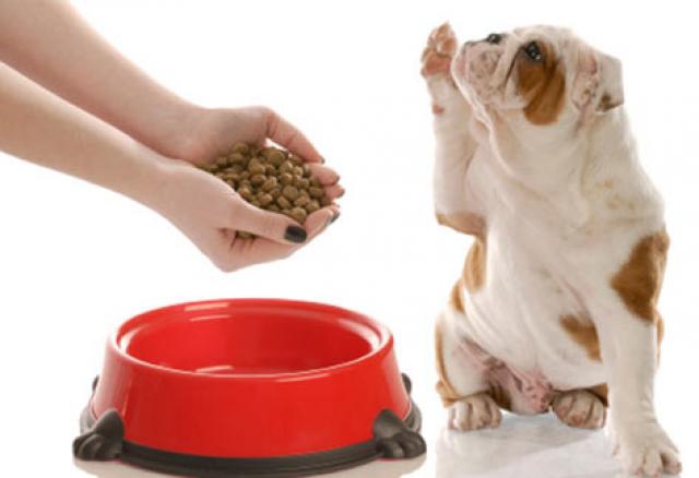 Image result for The Importance of Quality Pet Food