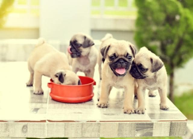 when to give a puppy adult food