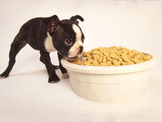 when can you give a puppy adult food