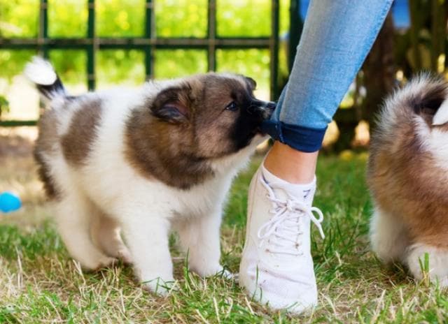 How to get a dog to quit chewing on everything Puppy Biting Why Do Puppies Bite And How Can You Stop It Petmd