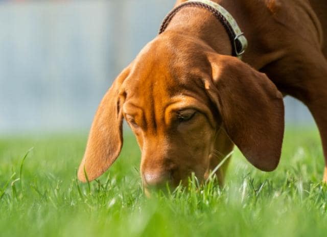 how to stop my dog from eating other dogs poop