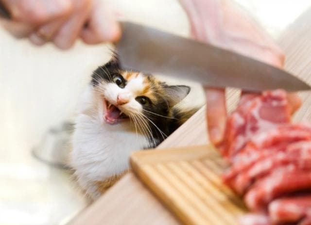 raw steak for cats