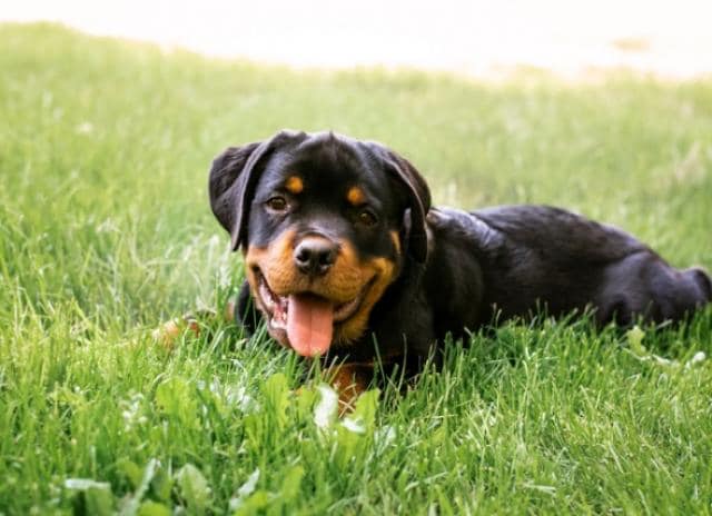 puppy heartworm treatment