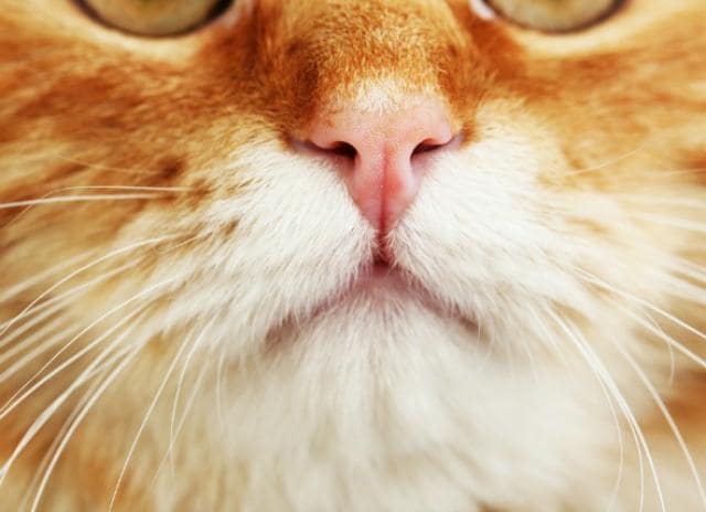 Nasal Discharge in Cats Runny Nose in Cats PetMD