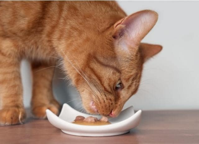 senior cat eating kitten food