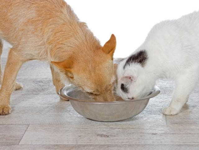 dog food for cats