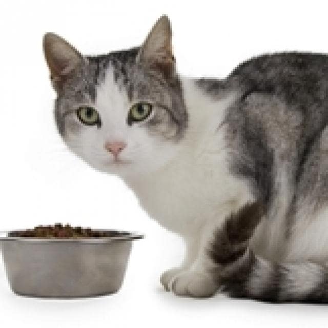 Thiamine Deficiency in Cats More Prevalent Than You Might Think Part 1