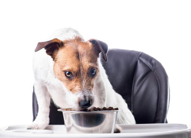 Are Fats And Oils Good For Dogs Petmd