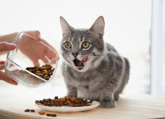 How Much Should I Feed My Cat? PetMD