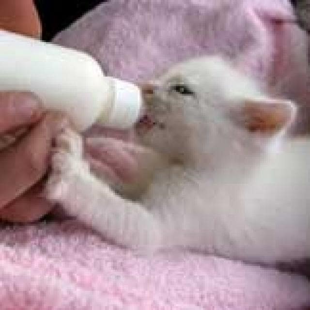 feeding neonatal kittens