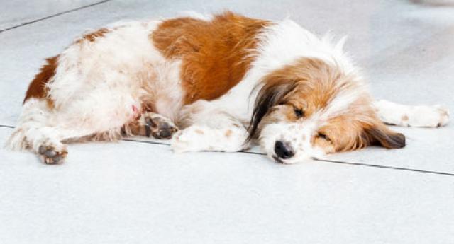 what is coprophagia in dogs
