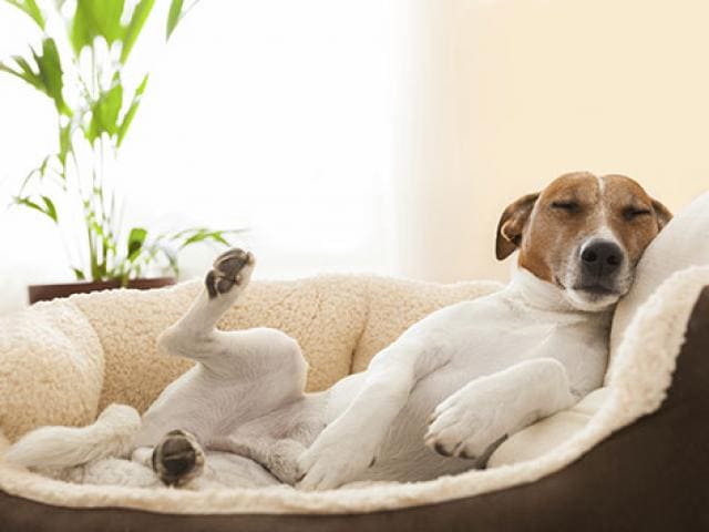 Why Does Your Dog Sleep That Way? | PetMD