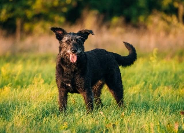 dog joint pain supplement