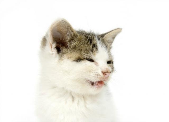 Sneezing, Reverse Sneezing, and Gagging in Cats PetMD