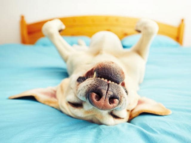 Is it Normal for Dogs to Snore?