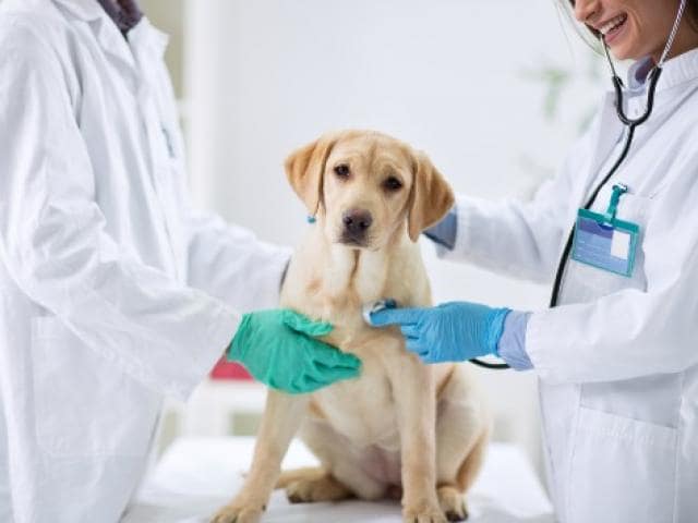 what is involved in spaying a dog
