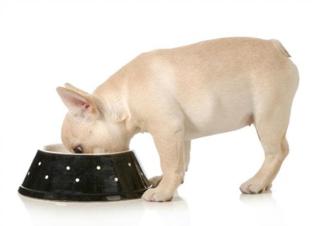 when should i take my puppy off puppy food