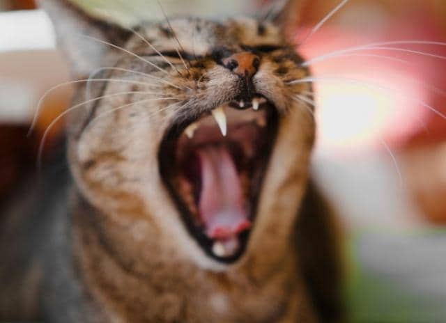 Everything You Need to Know About Cat Dental Cleanings PetMD